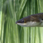 The head of an eel