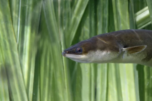 The head of an eel